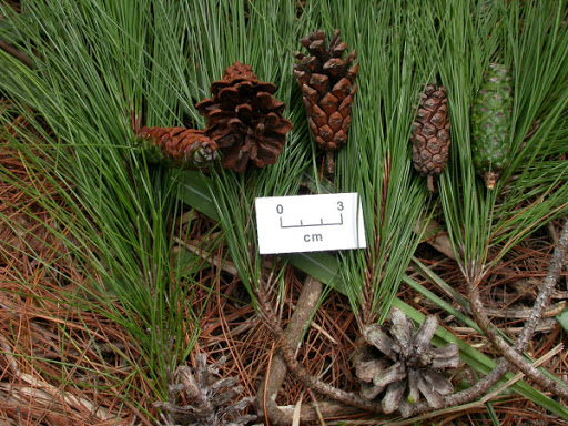 Cây Thông hai lá. Pinus merkusii Jungh. et de Vriese - Cây Thuốc Nam Quanh Ta